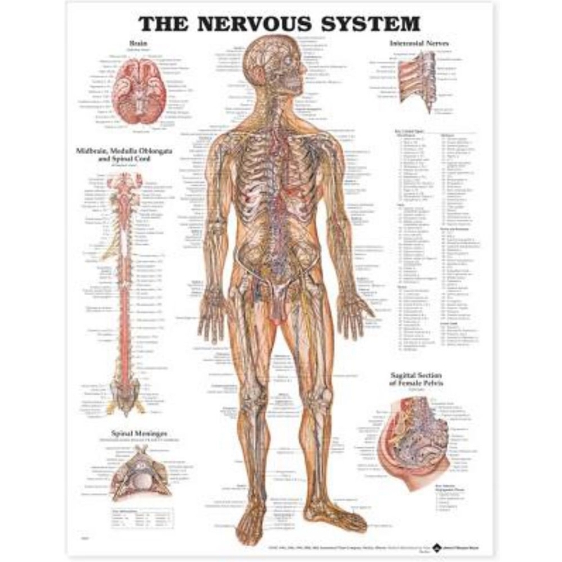 9781587790447 Nervous System Chart Laminated