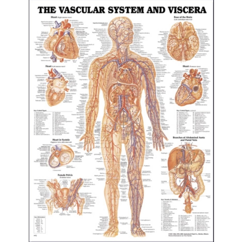 9781587790768 Vascular System Chart Laminated