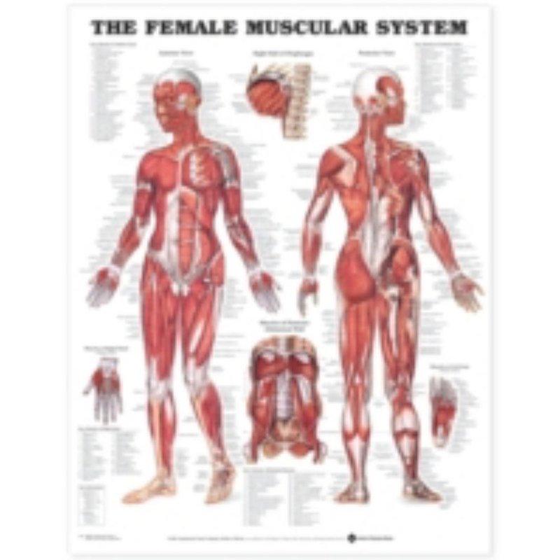 9781587795657 Female Muscular System Chart Laminated